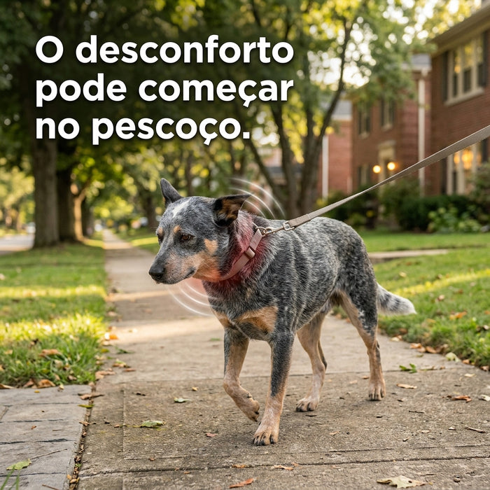 Blue Heeler demonstrando desconforto durante passeio com coleira