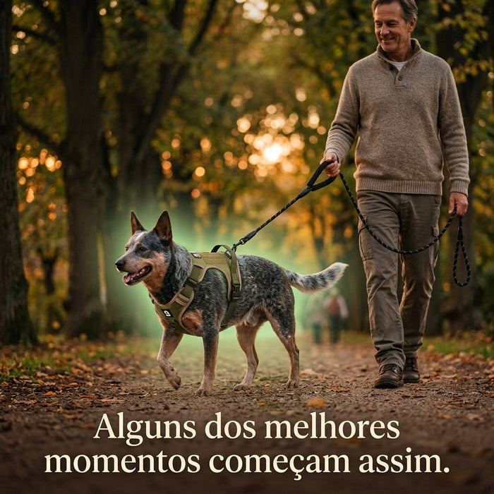 Blue Heeler passeando com tutor utilizando peitoral