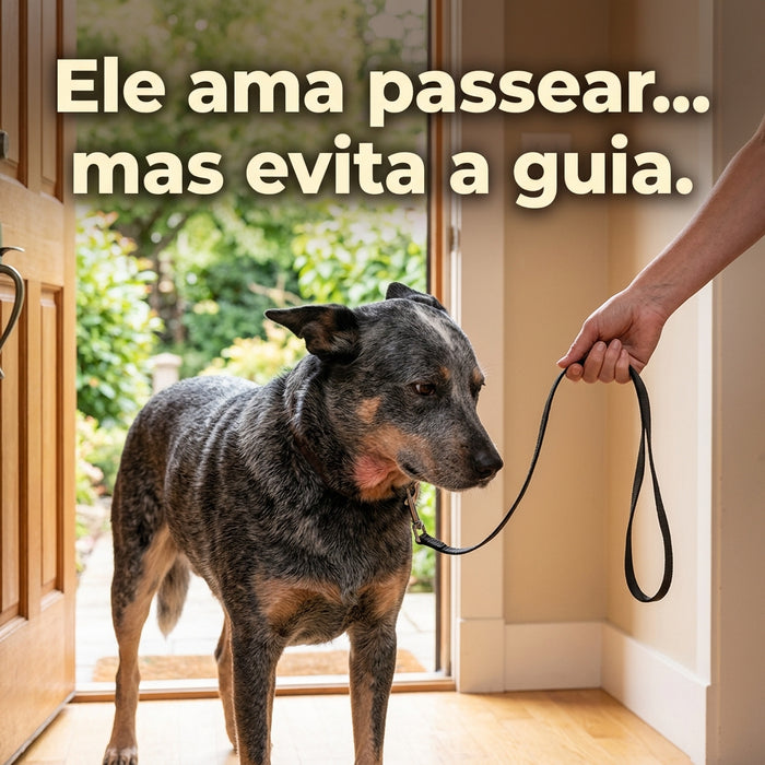 Blue Heeler hesitando ao utilizar guia e coleira