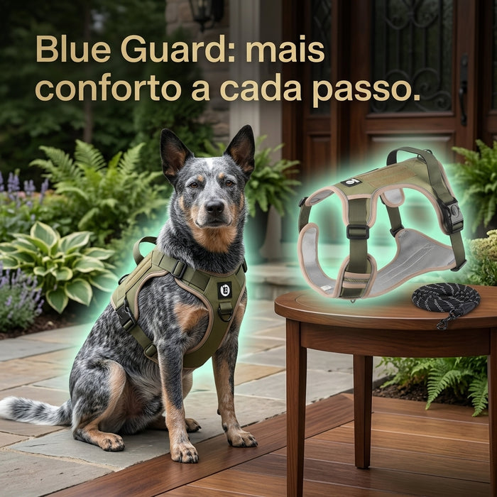 Blue Heeler utilizando Colete Peitoral Blue Guard