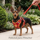 Colete Peitoral Soft Guard - Proteção e bem-estar para pinscher