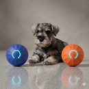 Bolinha Anti-Tédio dos Schnauzers